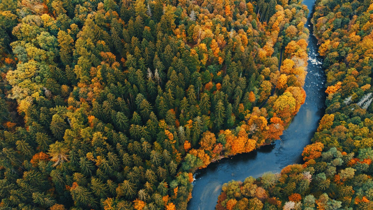 Stunning aerial view of vibrant autumn foliage in Sedlencin, Poland, with a winding river.