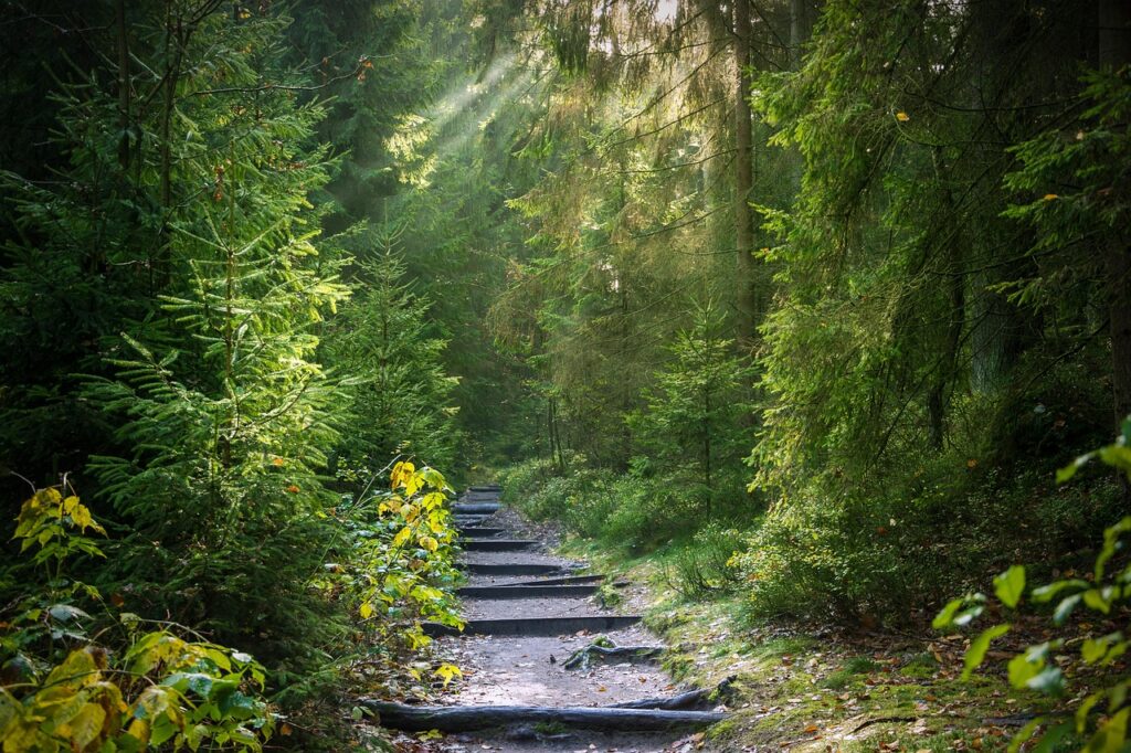 forest, nature, trail, sunbeams, forest path, path, trees, woods, morning