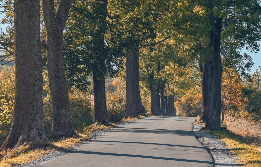 trees, road, nature, outdoors, autumn, trees, trees, trees, trees, trees