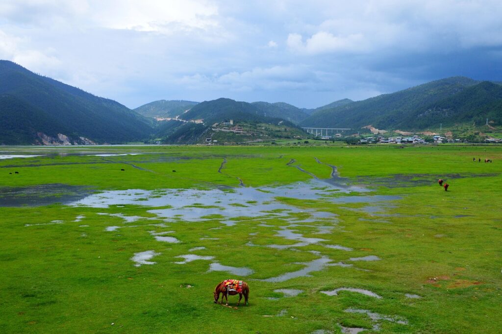yunnan, grassland, shangri-la, yunnan, yunnan, yunnan, yunnan, yunnan, shangri-la, shangri-la, shangri-la, shangri-la