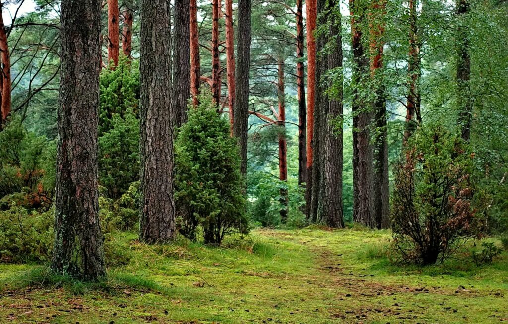A tranquil forest scene with lush greenery and tall pine trees lining a serene path.