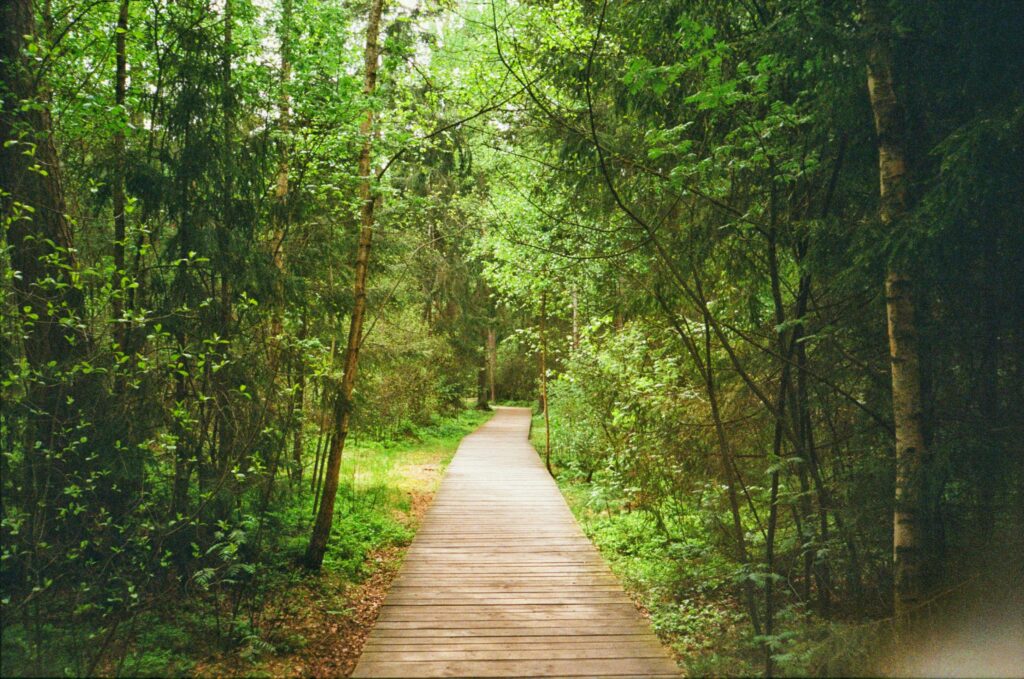 A serene wooden pathway winding through a vibrant green forest, perfect for nature lovers.